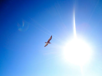 Low angle view of bird flying against clear blue sky