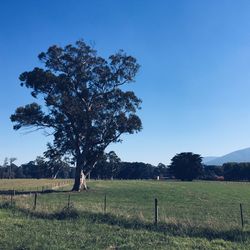 Scenic view of grassy field against blue sky