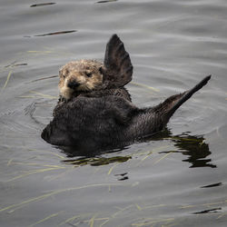 Duck swimming in lake