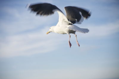 Low angle view of bird flying against sky