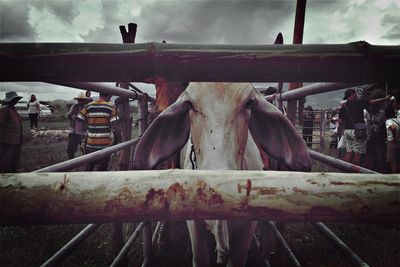 Portrait of cow in pen