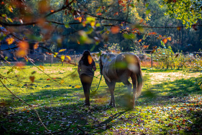 Full length of horse on field