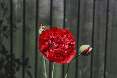 Close-up of red poppy flower