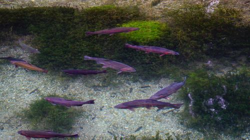 Fish swimming in water