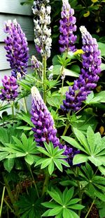 Close-up of purple flowering plants