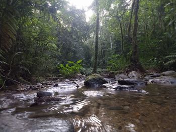 Stream flowing through rocks in forest