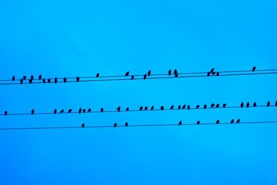 Low angle view of birds perching on cable against clear blue sky