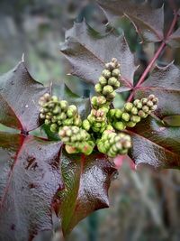 Close-up of fruits on tree