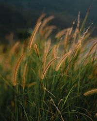 Close-up of wheat growing on field