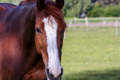 Horse standing in ranch