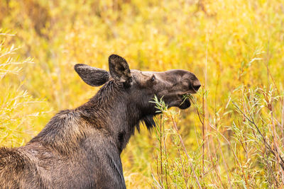 Side view of elephant on field