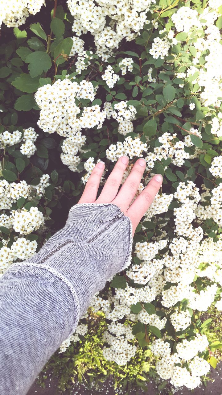 personal perspective, low section, person, high angle view, part of, flower, lifestyles, leaf, growth, unrecognizable person, white color, leisure activity, day, outdoors, shoe, holding