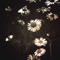 Close-up of white flowering plants