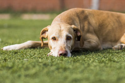 Portrait of dog lying on grass