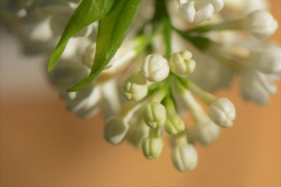 Close-up of white lily of the valley flower