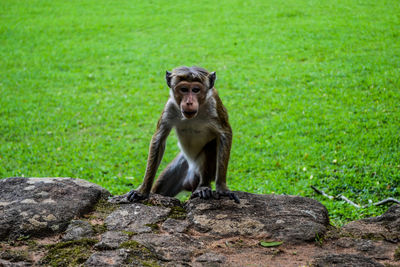 Portrait of a monkey sitting on rocks