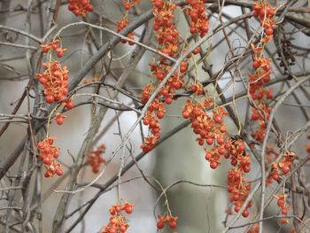 Close-up of berries growing on tree