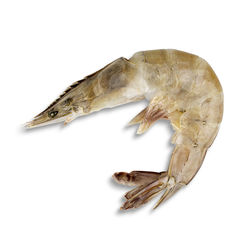 High angle view of fish on white background
