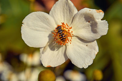 Close-up of white flowering plant with bee