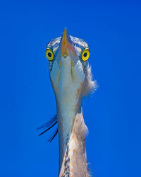 Close-up of a great blue heron looking forward 
