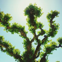 Low angle view of trees against sky