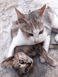 High angle view of cats resting