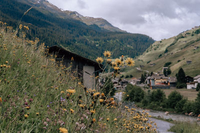 Scenic view of field by mountain against sky