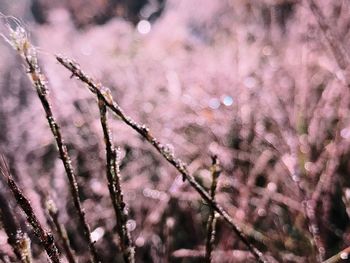 Close-up of plants during winter