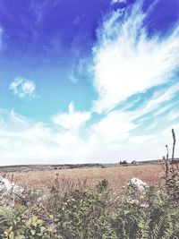 Scenic view of field against sky