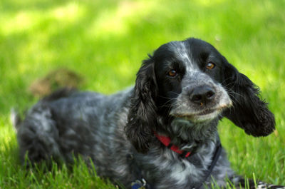 Portrait of black dog on field