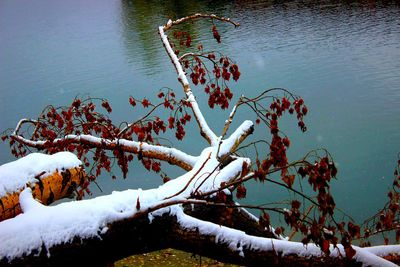 Close-up of tree in lake during winter