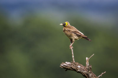 Close-up of bird perching on branch