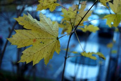 Close-up of yellow maple leaves against blurred background