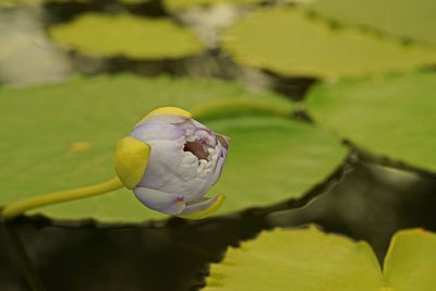 Water lily, a colorful aquatic flowering plant
