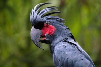 Close-up of black bird