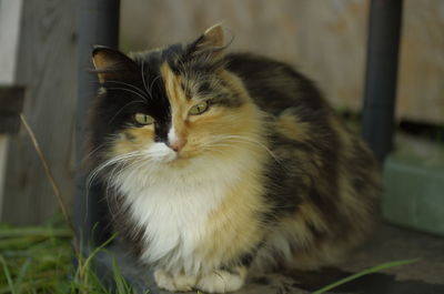 Close-up portrait of a cat