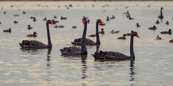 Swans swimming in lake