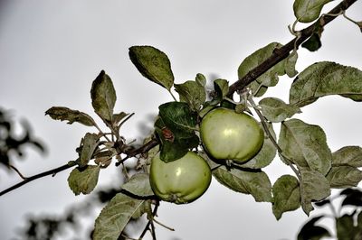 Low angle view of fruits growing on tree