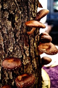 Close-up of tree trunk