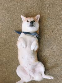 High angle view of dog sitting
