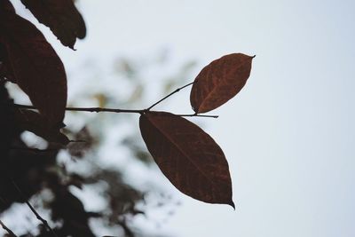 Close-up of dry leaf with autumn leaves