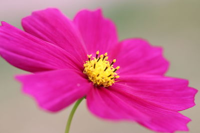 Close-up of pink cosmos flower