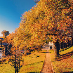 Trees in park during autumn