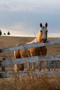 Horse in a field