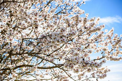 Low angle view of cherry blossom tree