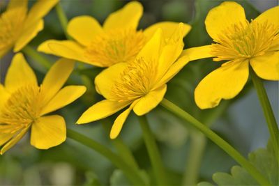 Close-up of yellow flowering plant