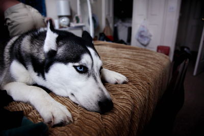 Close-up of siberian husky resting on bed at home