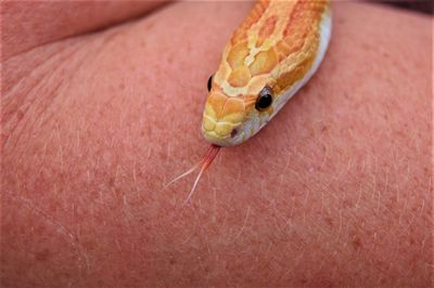 High angle close-up of snake on person