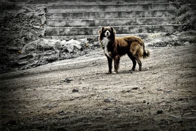 Full length of a dog