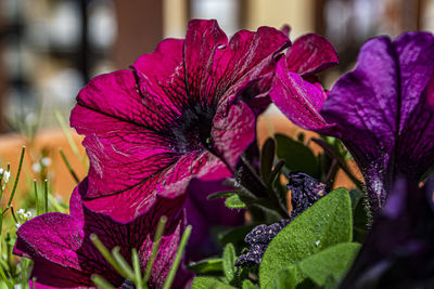 Close-up of purple flowering plant